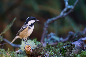Obraz premium Coal Tit (Periparus ater) in a pine forest in the highlands of Scotland, United Kingdom.