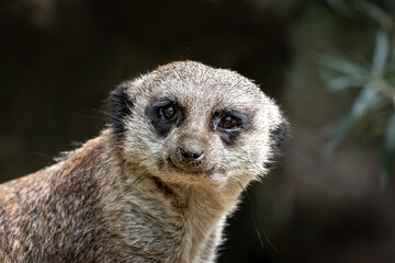 Erdmännchen schaut verdutzt in die Kamera 