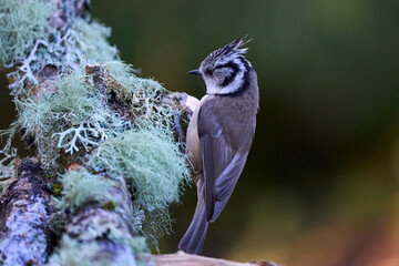 Crested Tit (Lophophanes cristatus) in a pine forest in the highlands of Scotland, United Kingdom.
