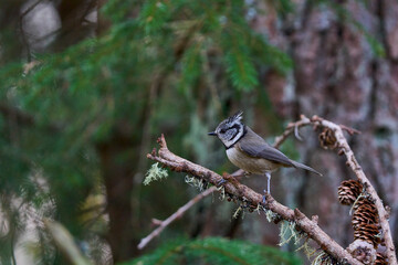 Crested Tit (Lophophanes cristatus) in a pine forest in the highlands of Scotland, United Kingdom.