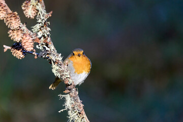 Robin (Erithacus rubecula) in a pine forest in. the highlands of Scotland, United Kingdom.