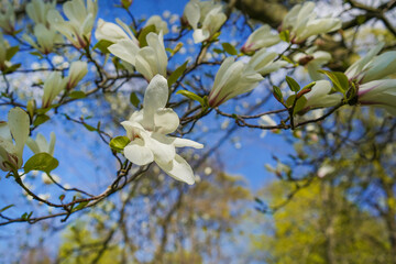 White saucer magnolia blossom in the spring	with blue sky background