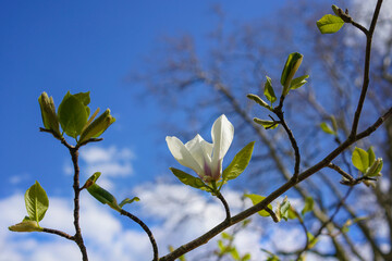 White saucer magnolia blossom in the spring	with blue sky background