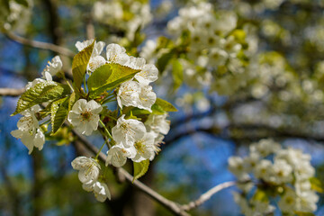 Obraz premium White blossoms of a fruit tree in the spring 