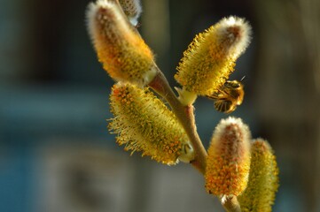 Obraz premium bright first spring flowers. bee. beautiful spring wallpaper, luxury background. 