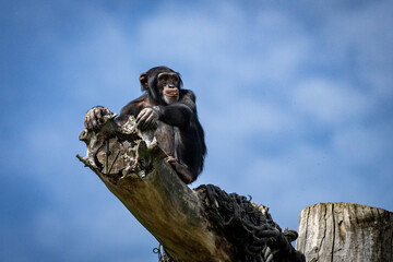 Schimpanse hoch auf dem Baum 