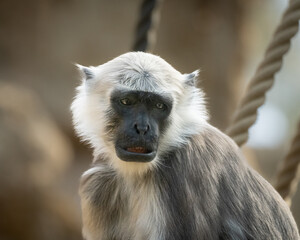 Affe mit grauen Haaren