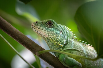 Leguan von der Seite 