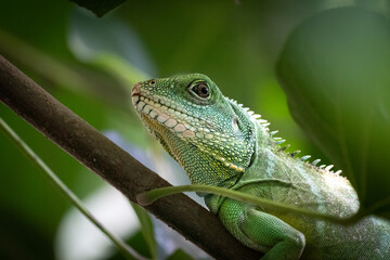 Grüner Leguan 