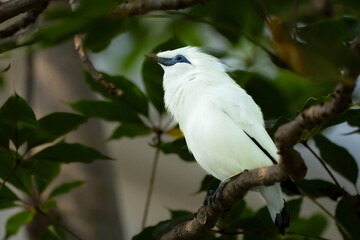 Weißer Vogel mit blauem Schnabel 