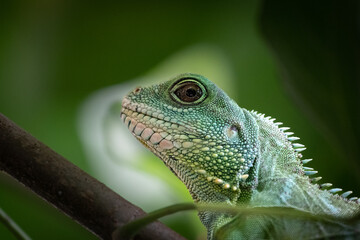 Obraz premium Leguan im Portrait 