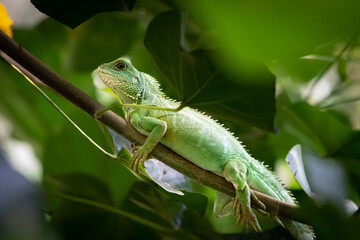 Kleiner Leguan im Gebüsch 