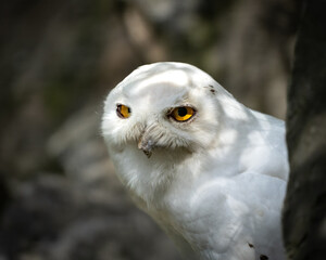 Schnee-Eule schaut sich um 