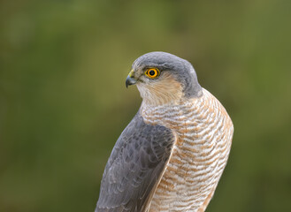 Eurasian sparrowhawk, Accipiter nisus, portrait of this bird of prey with yellow eyes, Rhineland, Germany