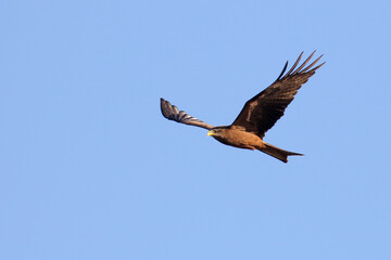 Kruger National Park, South Africa: Milvus aegyptius, the Yellow-billed kite