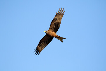 Kruger National Park, South Africa: Milvus aegyptius, the Yellow-billed kite