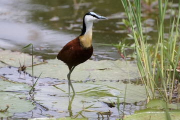 African Jacana, Kruger National Park, a really beautiful waterbird with huge feet