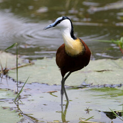African Jacana, Kruger National Park, a really beautiful waterbird with huge feet