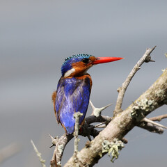 Malachite Kingfisher taking a rest from catching fish, Kruger National Park, Lake Panic