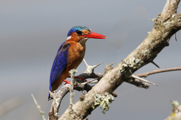 Malachite Kingfisher taking a rest from catching fish, Kruger National Park, Lake Panic