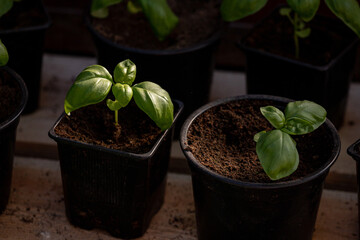 Young basil seedlings in pots. Small basil in black plastic pot, brown wooden table