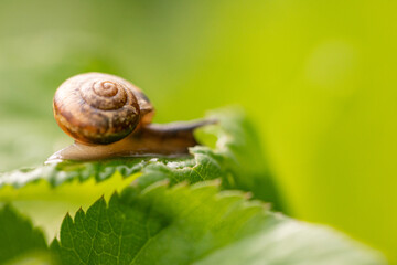 Macro view of snail on green leaf in garden at sunny day