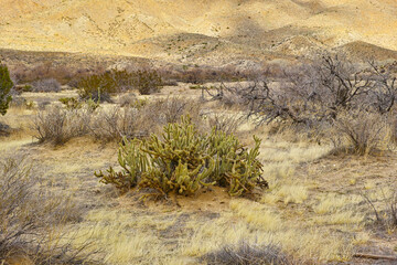 Ganders Cholla Cactus - Cylindropuntia ganderi. Ganders Cholla Cactus (Cylindropuntia ganderi) in the Anza-Borrego Desert in Southern California, USA. © Dhoxax/peopleimages.com