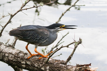 Green-backed heron, Kruger National Park