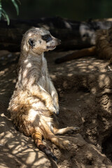 Fototapeta premium Erdmännchen chillt im Schatten 