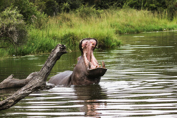 Fototapeta na wymiar Hippopotamus at Lake Panic, Kruger National Park