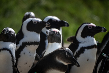 Pinguin im Mittelpunkt 