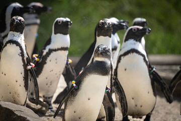 Naklejka premium Pinguin Versammlung 