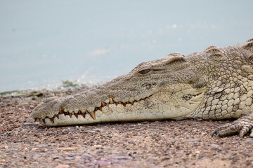 Naklejka premium Kruger National Park, South Africa: Crocodylus niloticus, the Nile crocodile