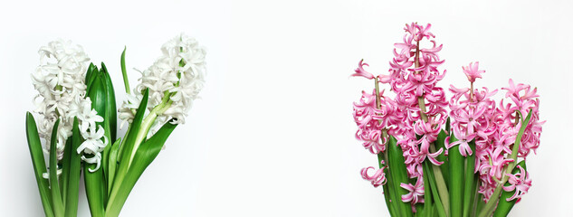 biały i różowy hiacynt na białym tle, Pink and white hyacinth - obrazy, fototapety, plakaty