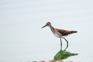 Kruger National Park, South Africa: Wood sandpiper