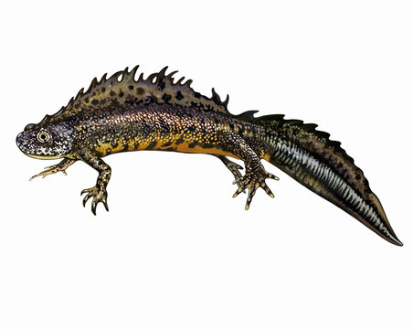 Great crested newt, Triturus cristatus