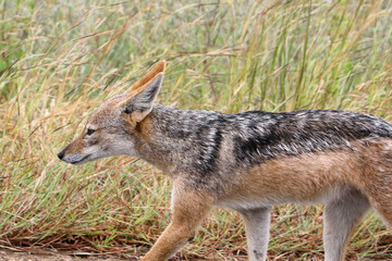 Black backed jackal trotting alongside a car in the Kruger National Park