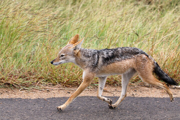 Fototapeta na wymiar Black backed jackal trotting alongside a car in the Kruger National Park