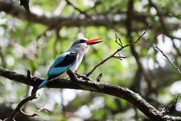 Woodland Kingfisher calling from its perch, Kruger Park