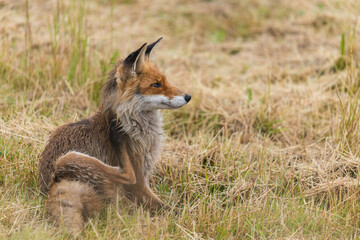 Fuchs bei der Körperpflege