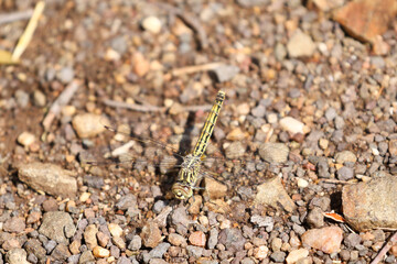 Yellow dragonfly in Kruger Park