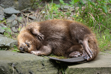 Biber schläft eine Runde 