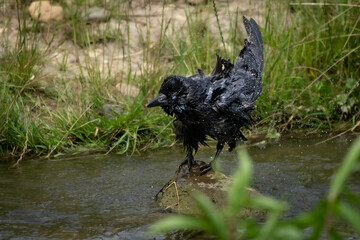 Krähe planscht im Wasser 