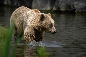 Fototapeta na wymiar Bär stampft durchs Wasser