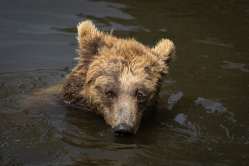 Kleiner Bär planscht im Wasser 