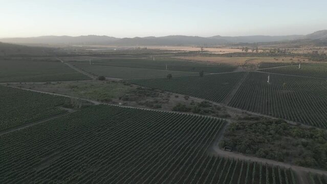 Sunset in vineyard filmed with drone in 4k 60p