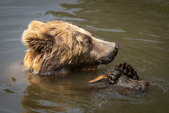 Brauner B&auml;r spielt im Wasser