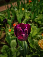 Purple Tulip