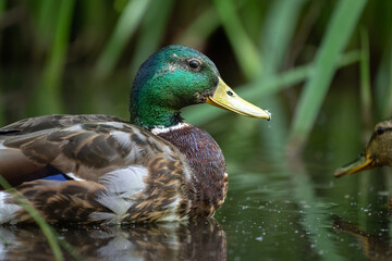 Ente im Seitenprofil 