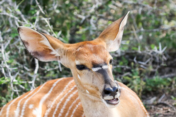 Nyala cow in Kruger National Park. A very shy and cautious antelope (Tragelaphus angasii)